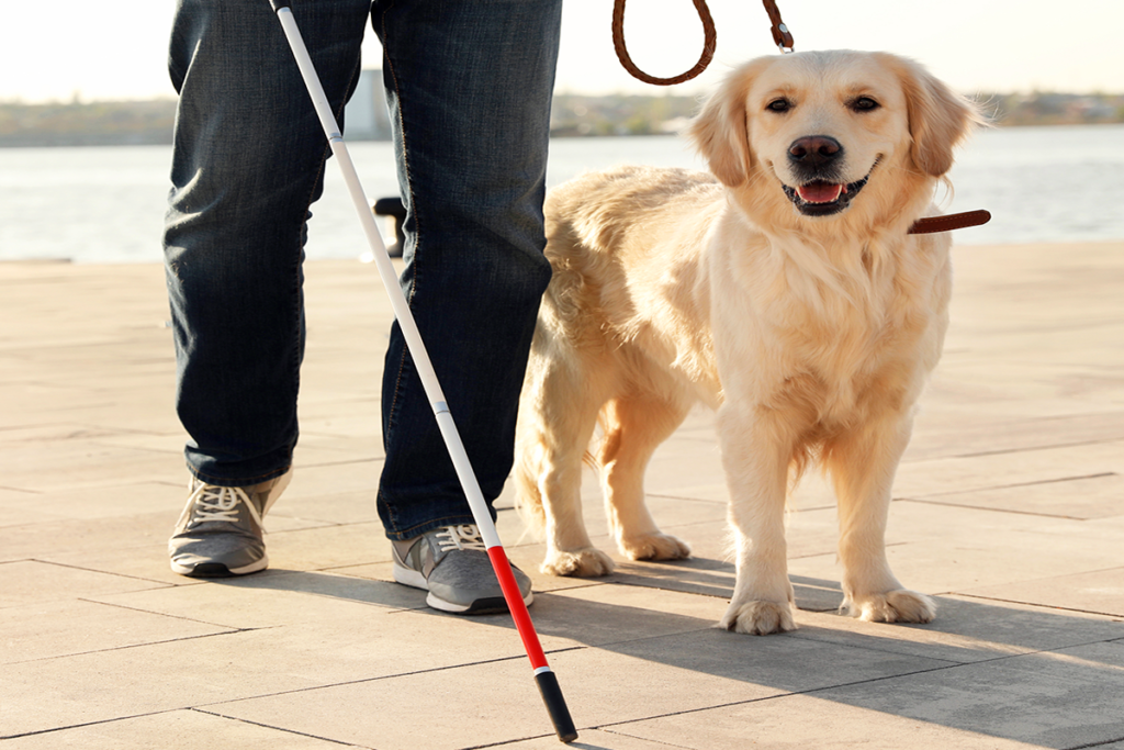 Photo of a service dog and a a person with a visual impairment